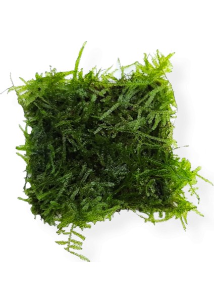 Christmas Moss 5x5