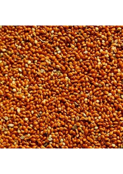 Kırmızı Kızıl Darı 5 kg fiyatları
