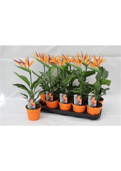 Starliçe Regina Cennet Kuşu (Strelitzia Reginae)