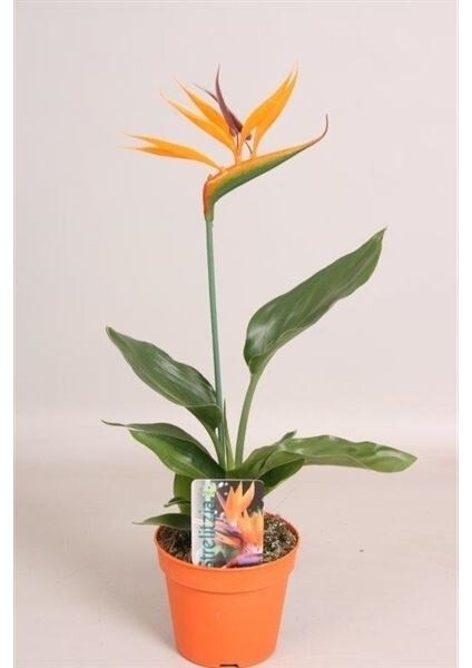 Starliçe Regina Cennet Kuşu (Strelitzia Reginae)