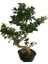 Orta Boy S Bonsai (70 Cm) 1