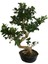 Orta Boy S Bonsai (70 Cm) 2