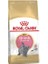 British Shorthair Kitten Yavru Kedi Maması 2 kg 1