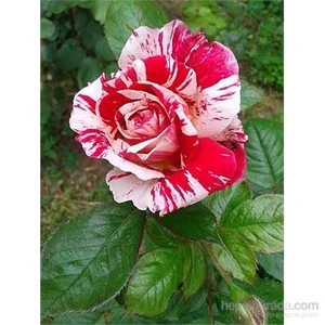 Aşılı Gül Fidanı Türkiyem  (Türk) Gülü, Saksıda