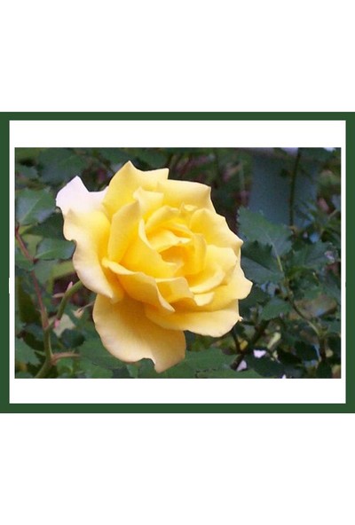 Plantistanbul Sarı Renkli Rosa Laxa Gül Fidanı