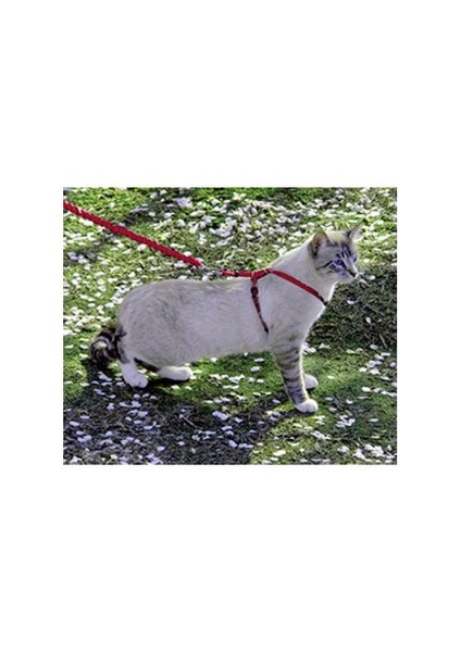 ™ Cat Harness & Lead - Small Kırmızı Kedi Tasması