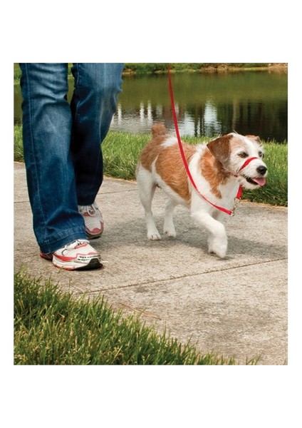 ™ Headcollar -Small Kırmızı Köpek Tasması