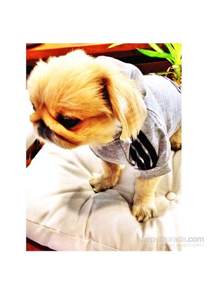 Adidog Sweatshirt Gri