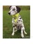 Köpek Bandanası 42-60cm (LXL) 1