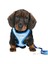 Puppy Dog Göğüs Tasma Seti ve Gezdirme Kayışı 23-34cm/2m/10mm 1