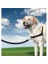 ™ Harness - Large Siyah Köpek Tasması 1