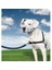 ™ Harness - Medium Siyah Köpek Tasması 1