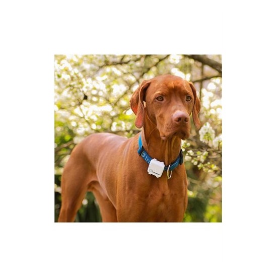 Tractive Kedi Köpek Takip Cihazı Fiyatı Taksit Seçenekleri