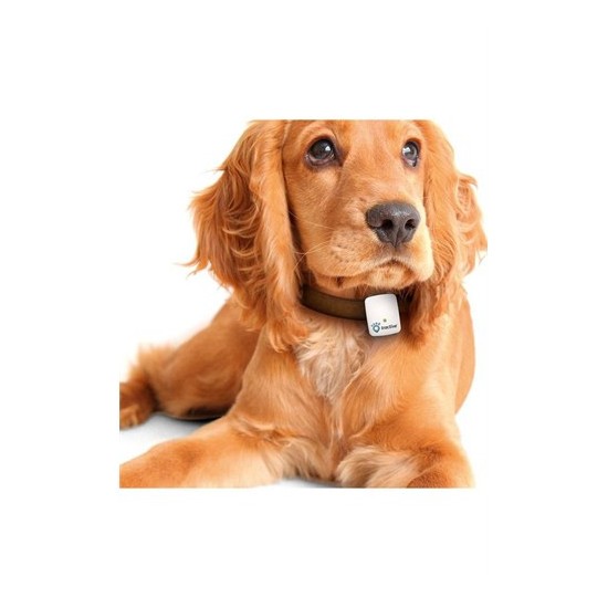 Tractive Kedi Köpek Takip Cihazı Fiyatı Taksit Seçenekleri