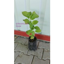 Mert Tarım Saksılı Tüplü Kırmızı Ortanca Çiçeği Fidanı 30-40 cm