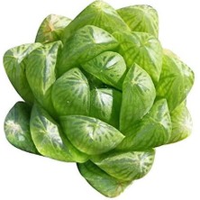 Armenbotanik Haworthia Cymbiformis Şeffaf Sukulent