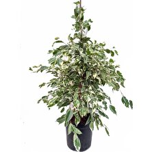 Fidanova Ficus Benjamin