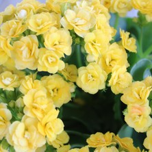 Renk Sepeti Sarı Kalanchoe Kalanşo 20 25 cm