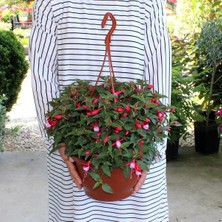 Renk Sepeti Lila Küpeli Çiçeği Fuchsia Magellanica
