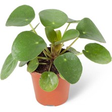 Fintarla Mini Pilea Peperomioides Çin Para Çiçeği