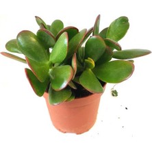 Fintarla Crassula Ovata Şans Para Çiçeği