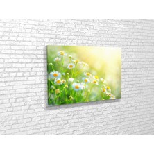 Tablo 360 Papatyalar Kanvas Tablo