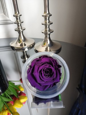 Melt Home Design Mor Solmayan Ekvator Gülü