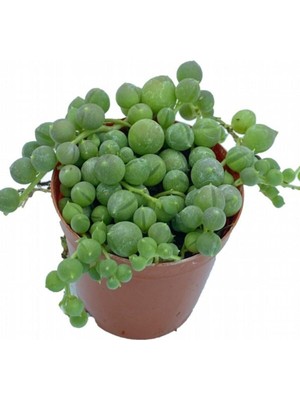 Fintarla Senecio Rowleyanus Tespih Çiçeği 5.5 cm