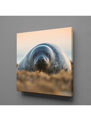 Technopa Fok Balığı 30 x 30 cm Tablo