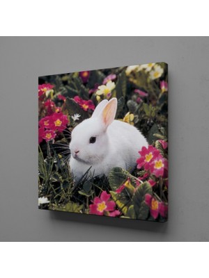 Technopa Beyaz Tavşan 40X40CM