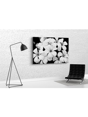 Tablo 360 Plumeria Çiceği Kanvas Tablo
