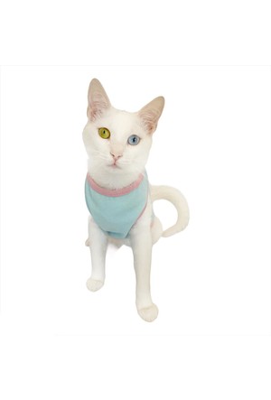 Kedi Giyim Urunleri Ve Cesitleri Burada Hepsiburada