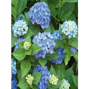 Saksılı Tüplü Mavi Ortanca Çiçeği Fidanı 30-40 cm