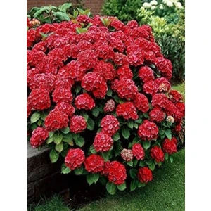 Mert Tarım Saksılı Tüplü Kırmızı Ortanca Çiçeği Fidanı 30-40 cm