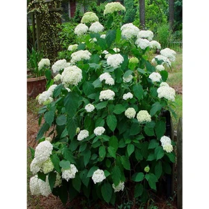 Saksılı Tüplü Beyaz Ortanca Çiçeği Fidanı 30-40 cm