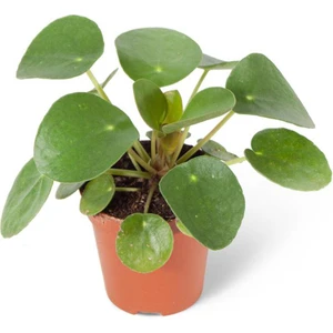 Mini Pilea Peperomioides Çin Para Çiçeği