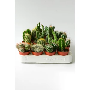 5 Adet Hediyelik Kaktüs Karışık Birbirinden Farklı Set