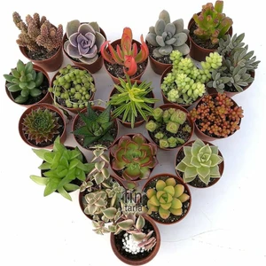 10 Adet Hediyelik Sukulent Karışık Birbirinden Farklı Set