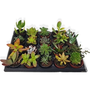 6 Adet Sukulent Set Birbirinden Farklı Karışım