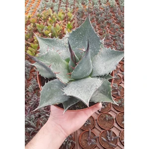 Nadir Tür Büyük Boy Aloe Aculeata Kaktüs Sukulent