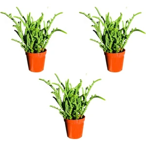 3'lü Crassula Muscosa Prenses Çamı Kaktüs Sukulent