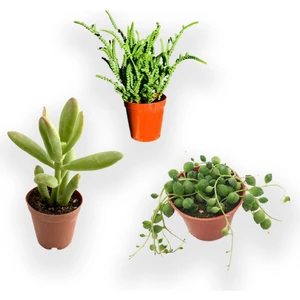 Para Ağacı Çiçeği - Prenses Çamı - Tespih Çiçeği 5.5 cm Kaktüs Sukulent