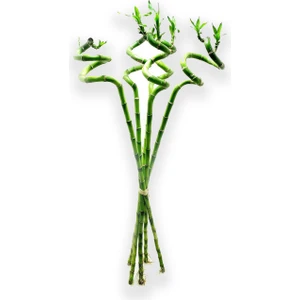 Dal Bambu Lucky Bamboo Şans Bambu 50-60 cm 3'lü Salon Ev Bitkisi