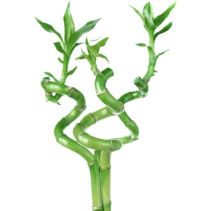 Lucky Bamboo Şans Bambusu 50 cm