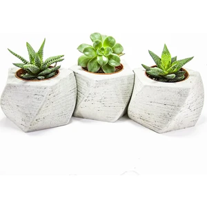 Taş Rüyası Beton Sukulent Saksı 3'lü Set ( Çiçek Dahil)