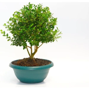 Tunç Botanik Bonsai Buxus - Hediyelik Ev Ofis Bitkisi