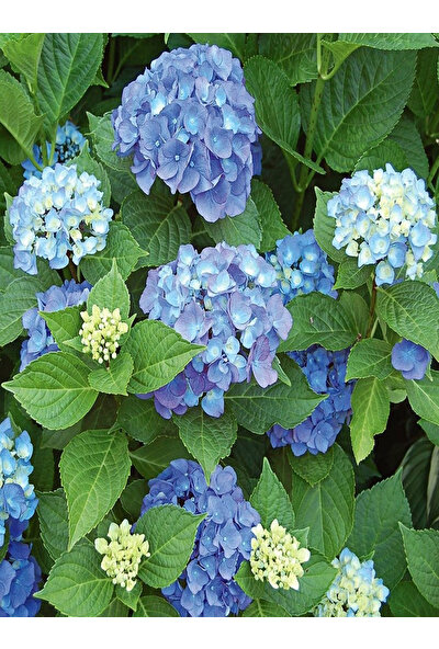 Saksılı Tüplü Mavi Ortanca Çiçeği Fidanı 30-40 cm