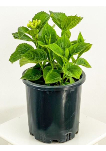 Saksılı Tüplü Kırmızı Ortanca Çiçeği Fidanı 30-40 cm fiyatları