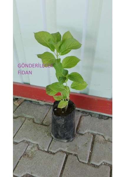 Saksılı Tüplü Kırmızı Ortanca Çiçeği Fidanı 30-40 cm modelleri