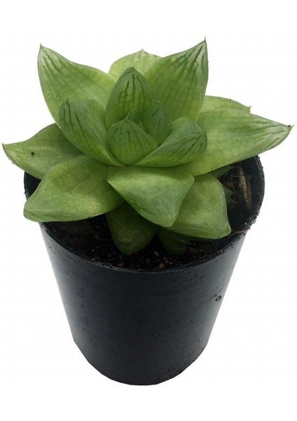 Haworthia Cymbiformis Şeffaf Sukulent